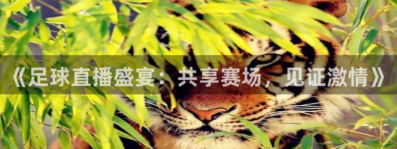 玩球app直播：《足球直播盛宴：共享赛场，见证激情》